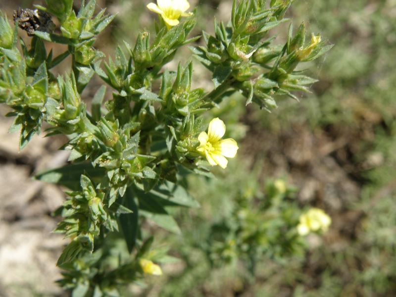 Linum strictum / Lino minore